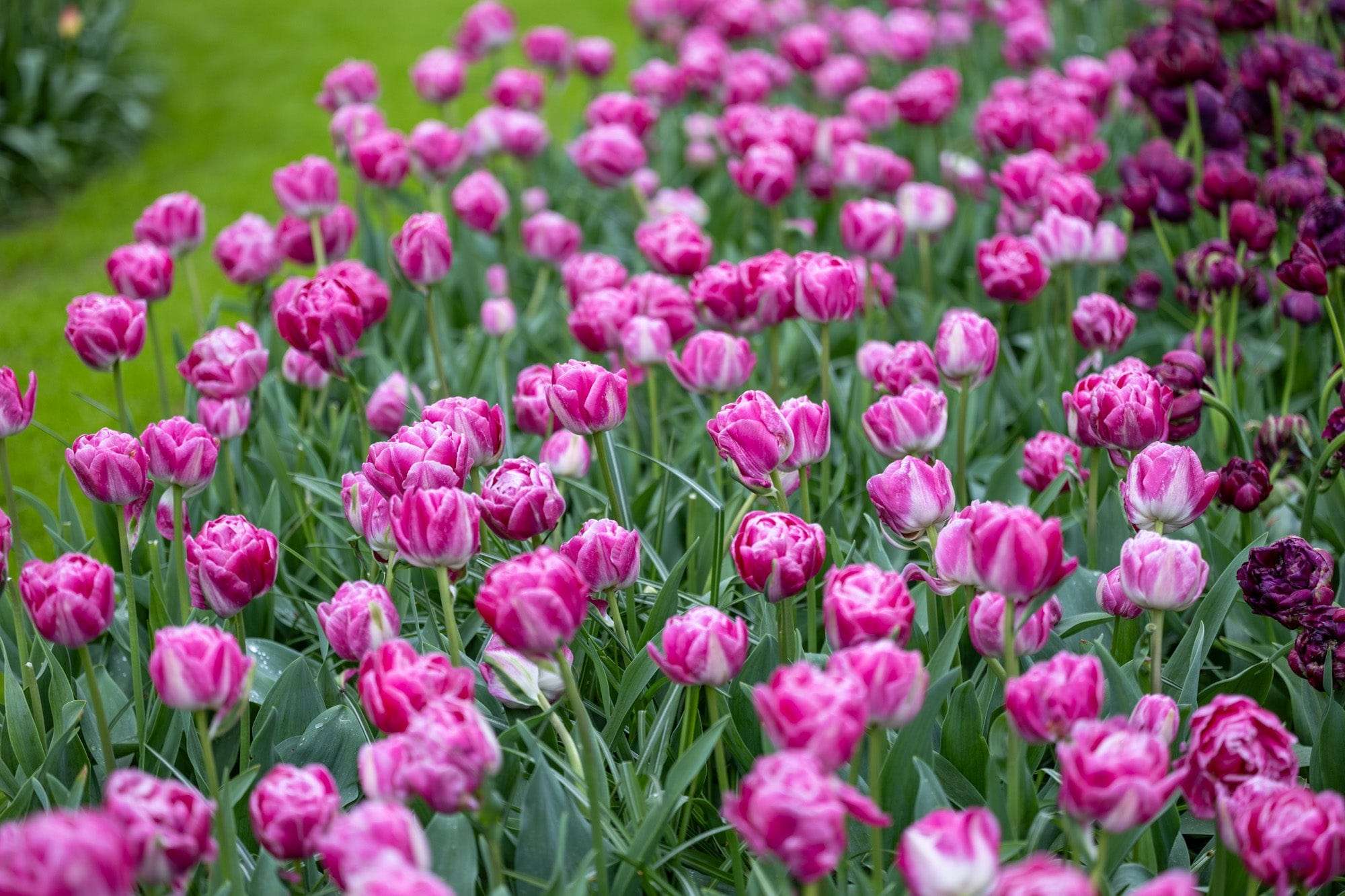 Tulpe 'Voque'